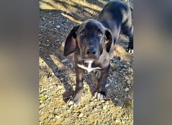 CHANDLER-sanft, respektvoll, zu allen absolut unbekümmert, aufgeschlossen. sucht sein Zuhause