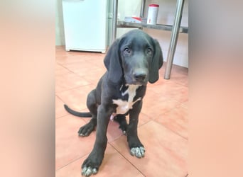 CHANDLER-sanft, respektvoll, zu allen absolut unbekümmert, aufgeschlossen. sucht sein Zuhause