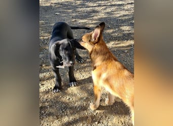 CHANDLER-sanft, respektvoll, zu allen absolut unbekümmert, aufgeschlossen. sucht sein Zuhause