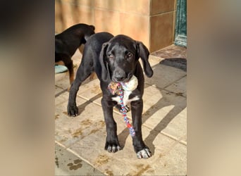 CHANDLER-sanft, respektvoll, zu allen absolut unbekümmert, aufgeschlossen. sucht sein Zuhause