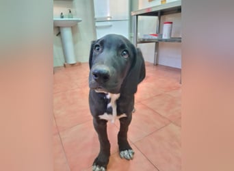 CHANDLER-sanft, respektvoll, zu allen absolut unbekümmert, aufgeschlossen. sucht sein Zuhause