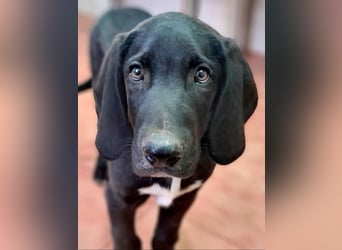 CHANDLER-sanft, respektvoll, zu allen absolut unbekümmert, aufgeschlossen. sucht sein Zuhause