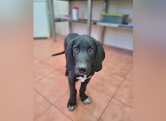 CHANDLER-sanft, respektvoll, zu allen absolut unbekümmert, aufgeschlossen. sucht sein Zuhause