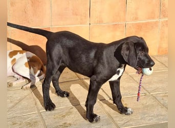 CHANDLER-sanft, respektvoll, zu allen absolut unbekümmert, aufgeschlossen. sucht sein Zuhause