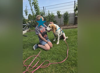 HABANA ❤️ charmante Sabueso Dame, Pflegefamilie Kranenburg