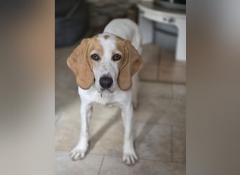 HABANA ❤️ charmante Sabueso Dame, Pflegefamilie Kranenburg