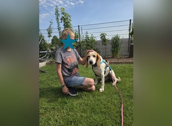 HABANA ❤️ charmante Sabueso Dame, Pflegefamilie Kranenburg