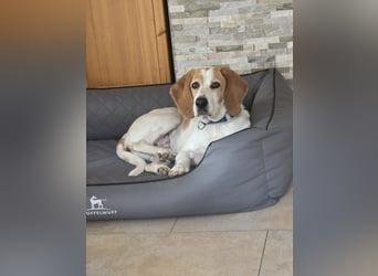 HABANA ❤️ charmante Sabueso Dame, Pflegefamilie Kranenburg
