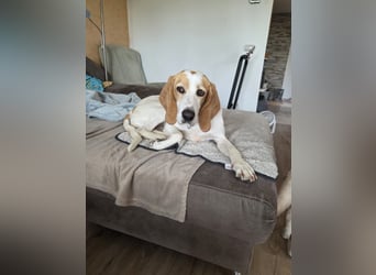 HABANA ❤️ charmante Sabueso Dame, Pflegefamilie Kranenburg