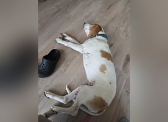 HABANA ❤️ charmante Sabueso Dame, Pflegefamilie Kranenburg