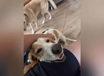 HABANA ❤️ charmante Sabueso Dame, Pflegefamilie Kranenburg