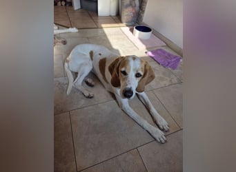 HABANA ❤️ charmante Sabueso Dame, Pflegefamilie Kranenburg