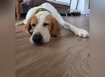 HABANA ❤️ charmante Sabueso Dame, Pflegefamilie Kranenburg