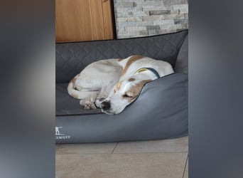 HABANA ❤️ charmante Sabueso Dame, Pflegefamilie Kranenburg