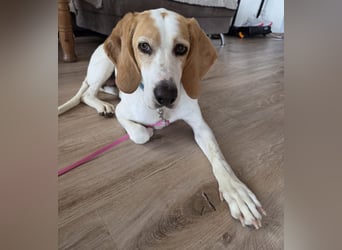 HABANA ❤️ charmante Sabueso Dame, Pflegefamilie Kranenburg
