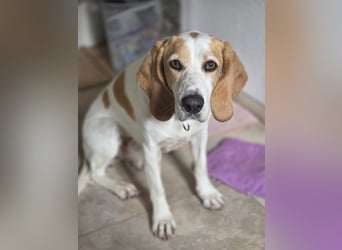 HABANA ❤️ charmante Sabueso Dame, Pflegefamilie Kranenburg