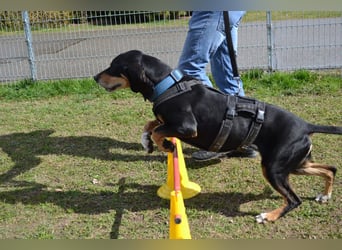 REX wurde geschlagen und musste hungern...