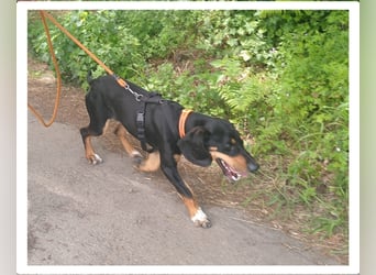 REX wurde geschlagen und musste hungern...