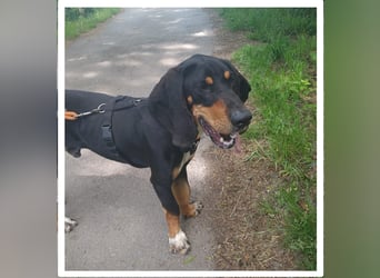 REX wurde geschlagen und musste hungern...