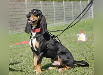 REX wurde geschlagen und musste hungern...