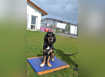 REX wurde geschlagen und musste hungern...