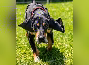 REX wurde geschlagen und musste hungern...