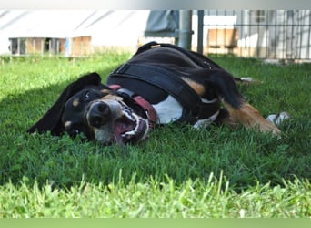 REX wurde geschlagen und musste hungern...