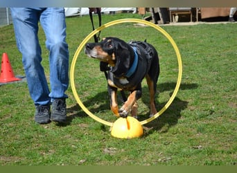 REX wurde geschlagen und musste hungern...