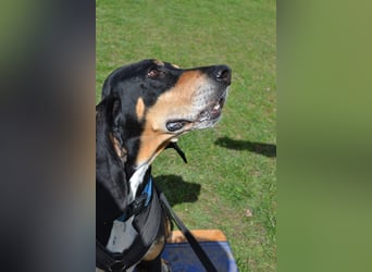 REX wurde geschlagen und musste hungern...