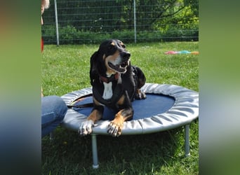 REX wurde geschlagen und musste hungern...