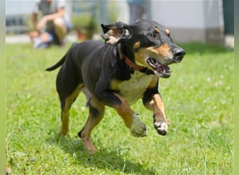 REX wurde geschlagen und musste hungern...