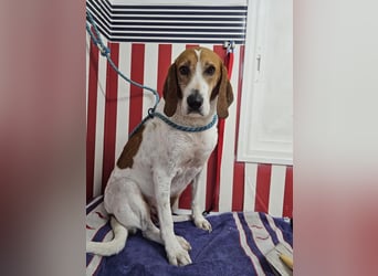 LUCIO ❤️ einfach liebevoller Sabueso, Pflegefamilie Köln