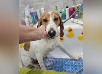 LUCIO ❤️ einfach liebevoller Sabueso, Pflegefamilie Köln