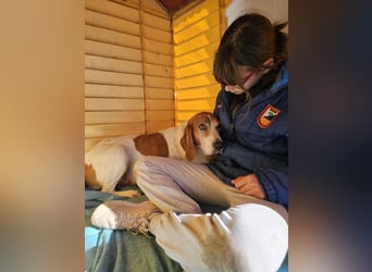 LUCIO ❤️ einfach liebevoller Sabueso, Pflegefamilie Köln