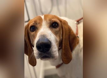 LUCIO ❤️ einfach liebevoller Sabueso, Pflegefamilie Köln