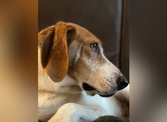 LUCIO ❤️ einfach liebevoller Sabueso, Pflegefamilie Köln