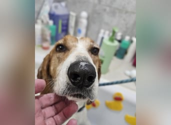 LUCIO ❤️ einfach liebevoller Sabueso, Pflegefamilie Köln