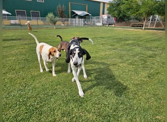 LUCIO ❤️ einfach liebevoller Sabueso, Pflegefamilie Köln