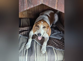 LUCIO ❤️ einfach liebevoller Sabueso, Pflegefamilie Köln