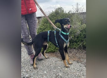 Pixie, ein Saluki-Mix, sucht sportliche Menschen