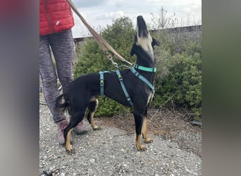 Pixie, ein Saluki-Mix, sucht sportliche Menschen