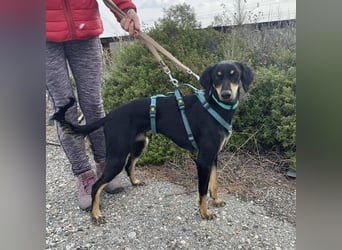 Pixie, ein Saluki-Mix, sucht sportliche Menschen