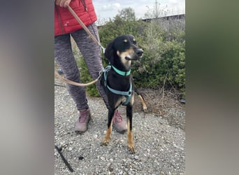 Pixie, ein Saluki-Mix, sucht sportliche Menschen