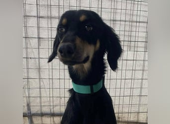 Pixie, ein Saluki-Mix, sucht sportliche Menschen