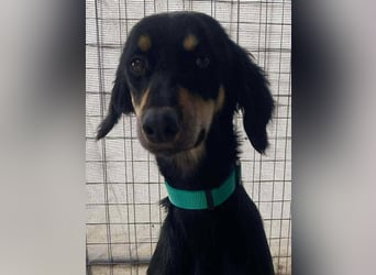 Pixie, ein Saluki-Mix, sucht sportliche Menschen