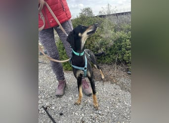Pixie, ein Saluki-Mix, sucht sportliche Menschen