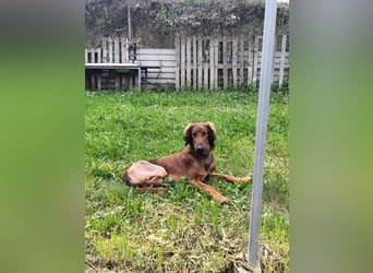 Wunderhübscher und liebevoller Junghund PEDRO sucht eine Familie