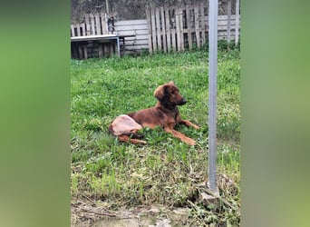 Wunderhübscher und liebevoller Junghund PEDRO sucht eine Familie