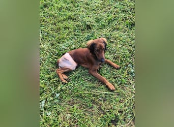 Wunderhübscher und liebevoller Junghund PEDRO sucht eine Familie