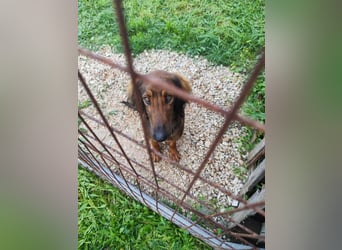 Wunderhübscher und liebevoller Junghund PEDRO sucht eine Familie